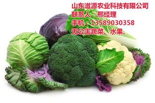 滋源農業 淄博無公害蔬菜批發新選擇，新鮮直達餐桌