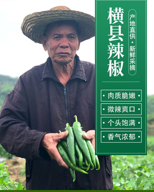 廣西橫縣農家特產 青辣椒、二荊條尖椒的鮮辣風情