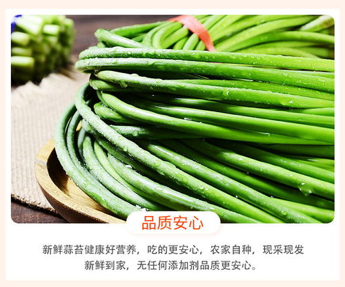 新蒜苔蒜薹蒜苗蒜毫蒜臺 河南山東新鮮蔬菜批發指南